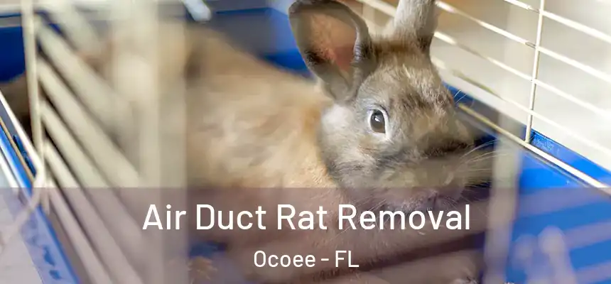 Air Duct Rat Removal Ocoee - FL
