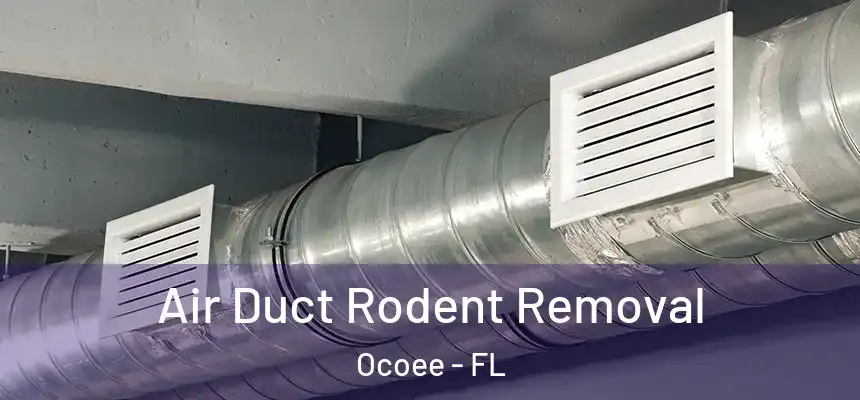  Air Duct Rodent Removal Ocoee - FL